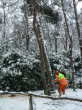 Bomen rooien dec 2009 1